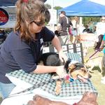 Genete M. Bowen performing pet massage therapy & instructing onlookers at the Petapolooza event in Atlanta, GA. (May 2008)