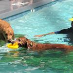 Tina keeps animals safe in the pool. 